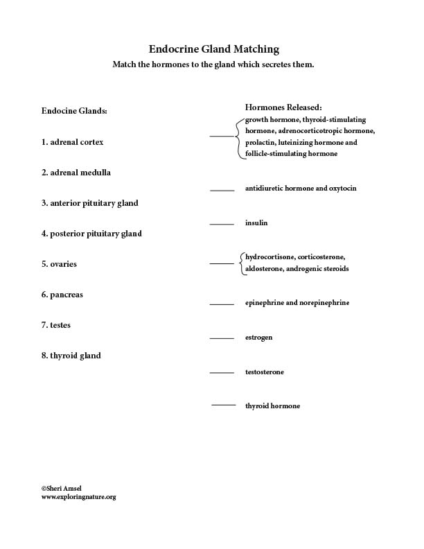 Endocrine Gland - Matching