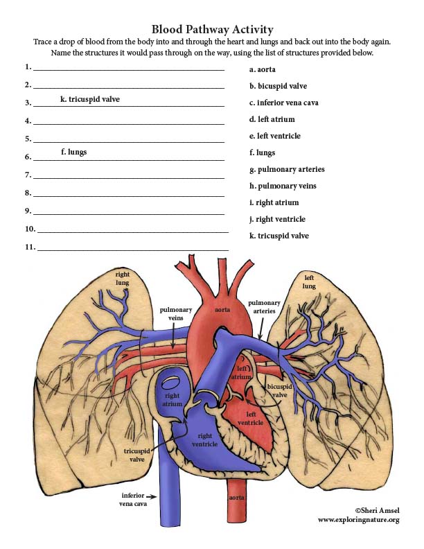 Anatomy Of The Heart Quiz Label