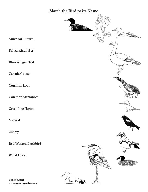 Wetland Bird - Matching