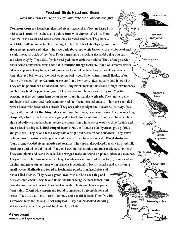 Wetland Birds - Read and React