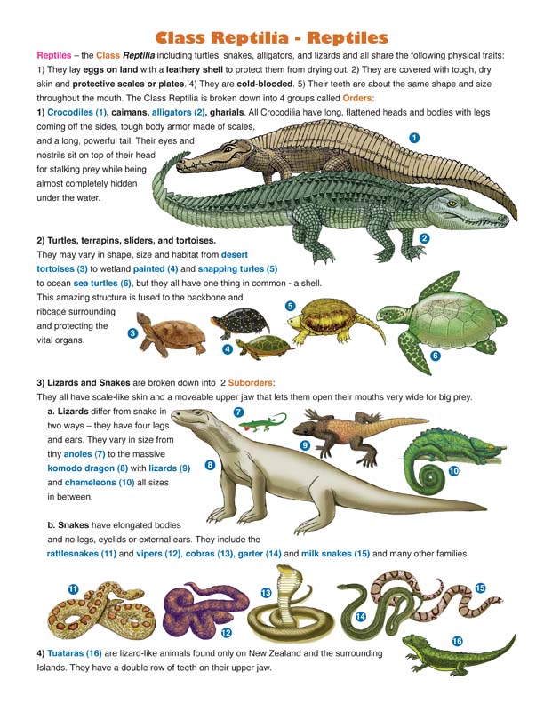 Reptile Classification Chart