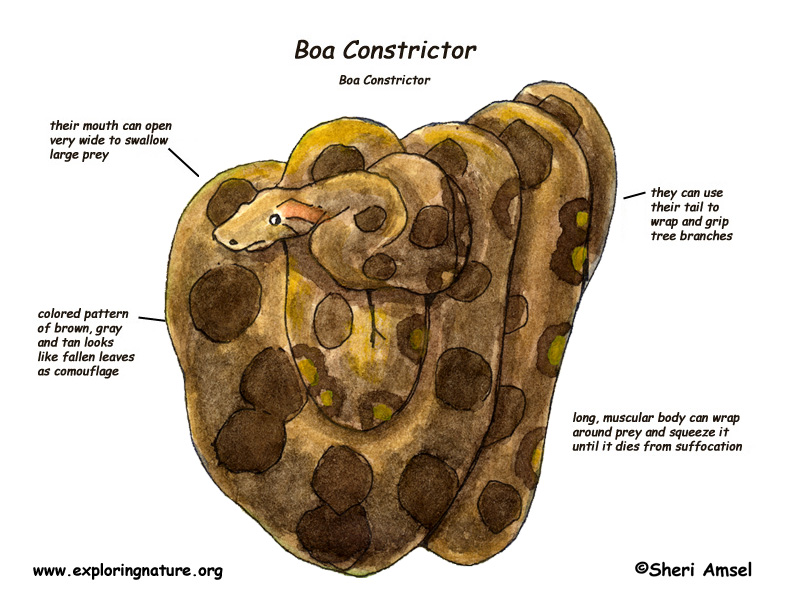 boa constrictor size enemies