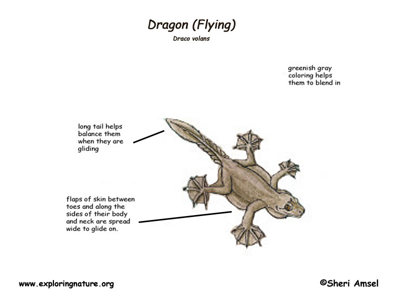 Dragon (Flying)