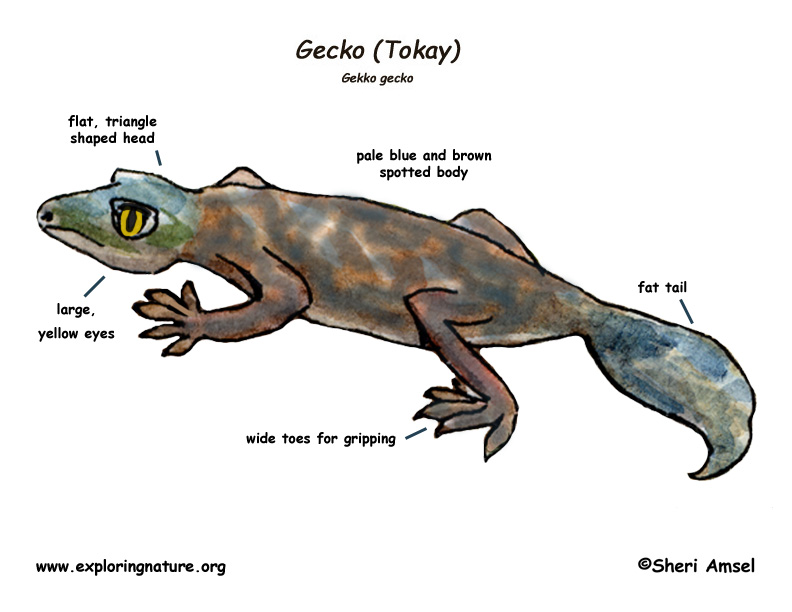 Gecko (Tokay)