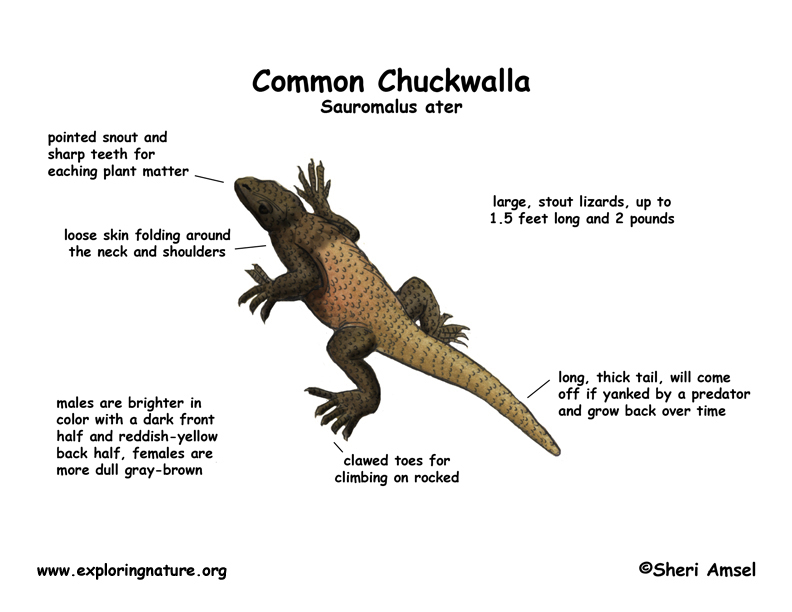 Chuckwalla (Common)
