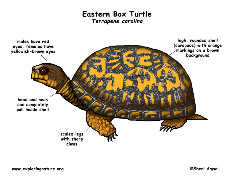 Turtle Eastern Box