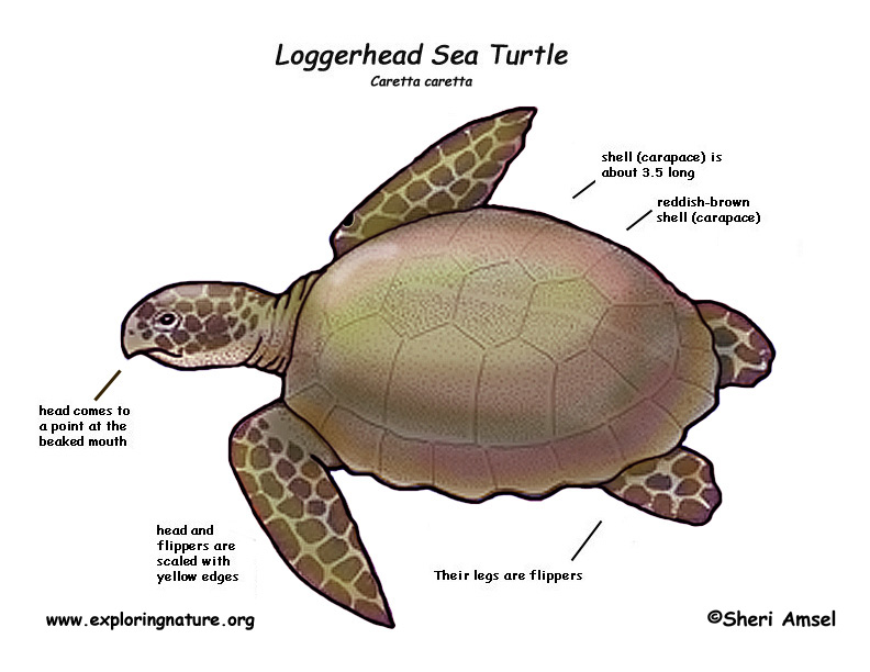 Diagram Of A Turtle