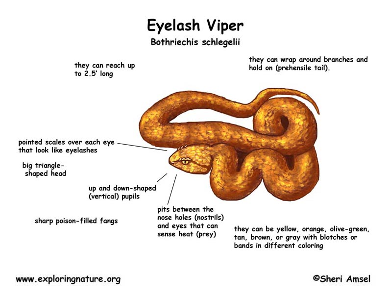 eyelash viper venom