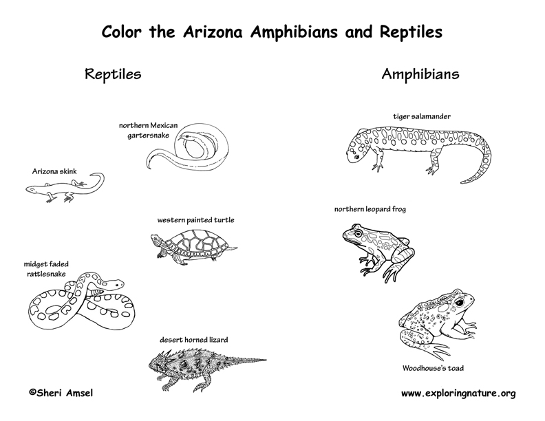 Arizona Habitats, Mammals, Birds 
