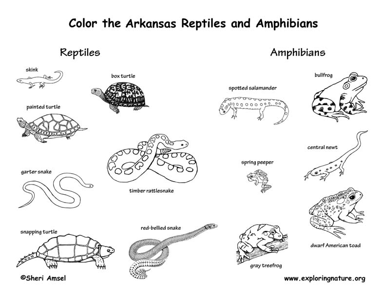 Arkansas Habitats, Mammals, Birds, Amphibians, Reptiles