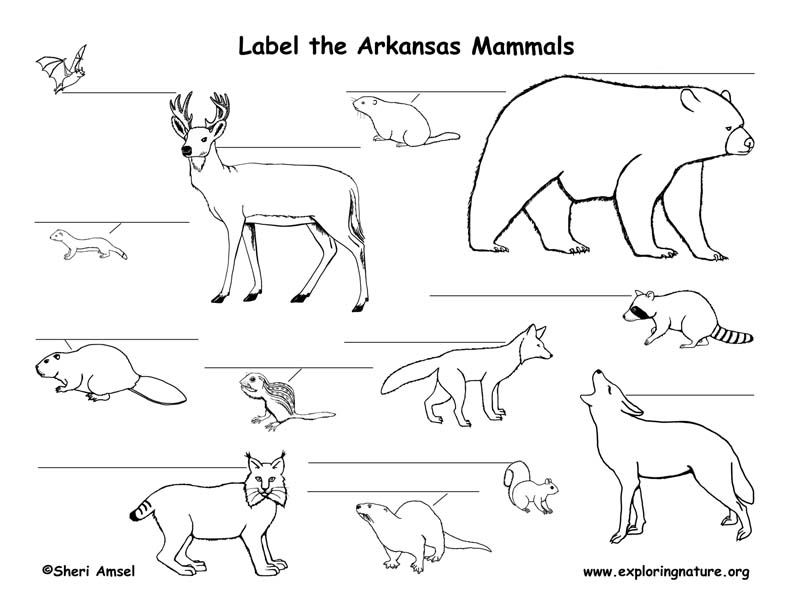 Arkansas Habitats Mammals Birds Amphibians Reptiles