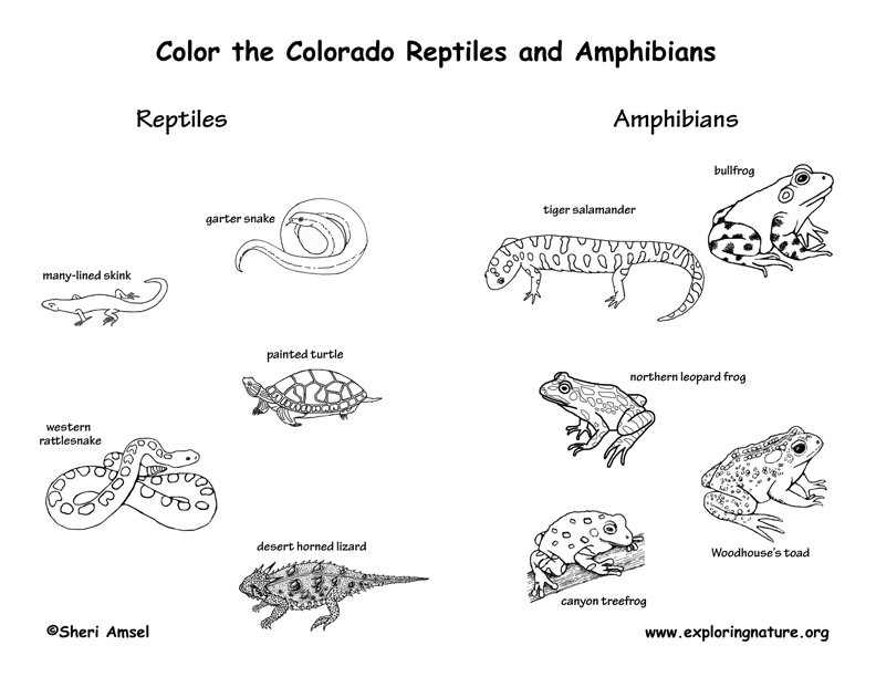 Colorado Habitats, Mammals, Birds, Amphibians, Reptiles