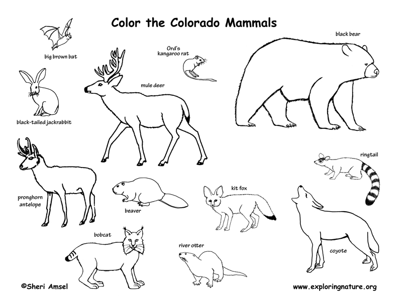 Download Colorado Habitats, Mammals, Birds, Amphibians, Reptiles