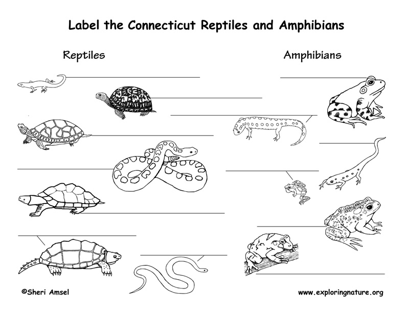 Connecticut Habitats, Mammals, Birds, Amphibians, Reptiles