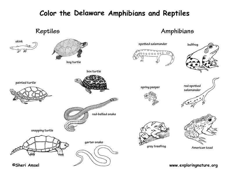 Delaware Habitats, Mammals, Birds, Amphibians, Reptiles