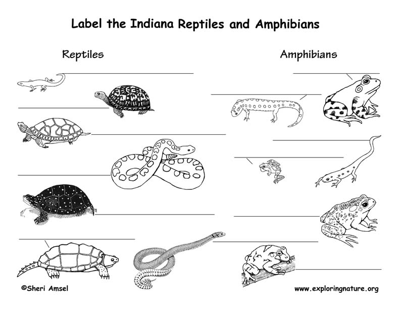 Indiana Habitats, Mammals, Birds, Amphibians, Reptiles