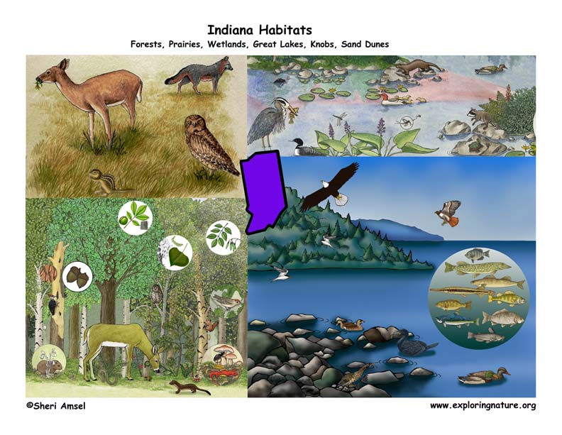 Indiana Habitats, Mammals, Birds, Amphibians, Reptiles