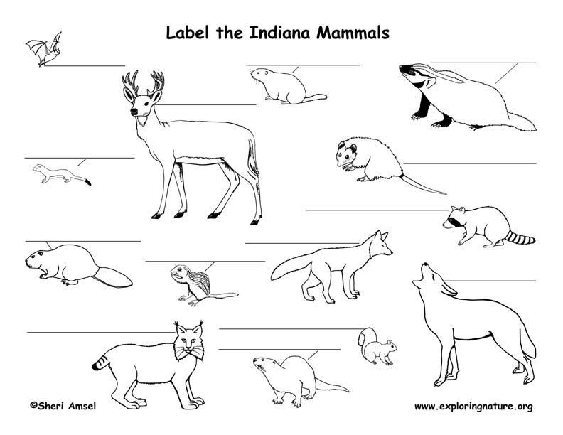 Native Animals In Indiana Sale Online | dakora.com.co