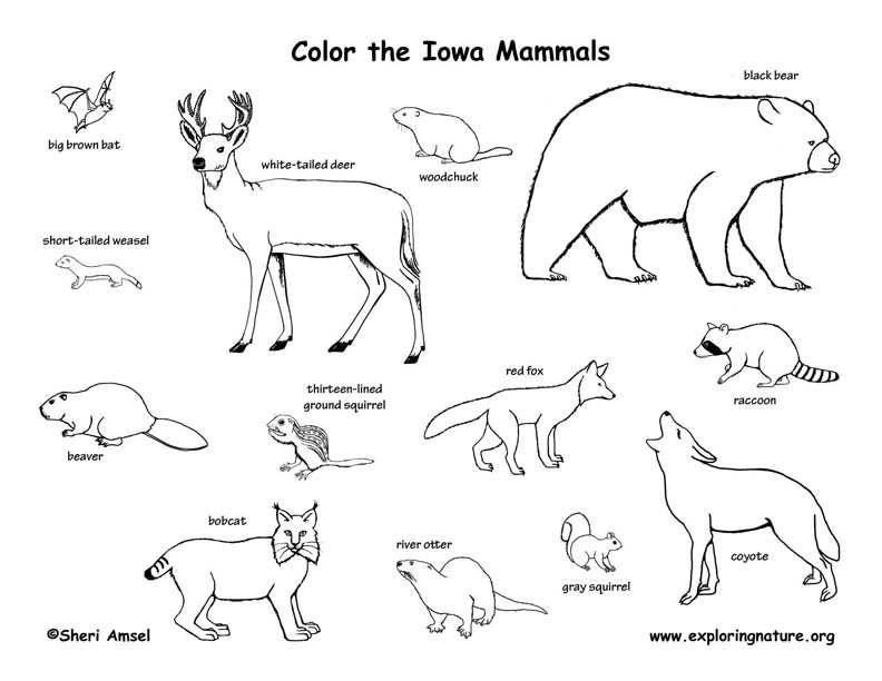 Iowa Habitats, Mammals, Birds, Amphibians, Reptiles