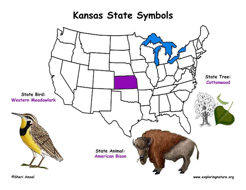 Символ штатов сша животное. Канзас символы. Животные символы Штатов США. Канзас животные. Символы природы Канзаса.