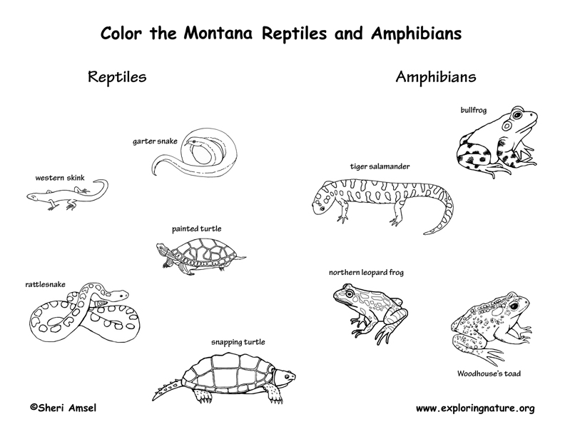 Млекопитающие пресмыкающиеся земноводные. Amphibians перевод. Как нарисовать mammals и Reptiles. Reptiles House Tea area Words картинки.