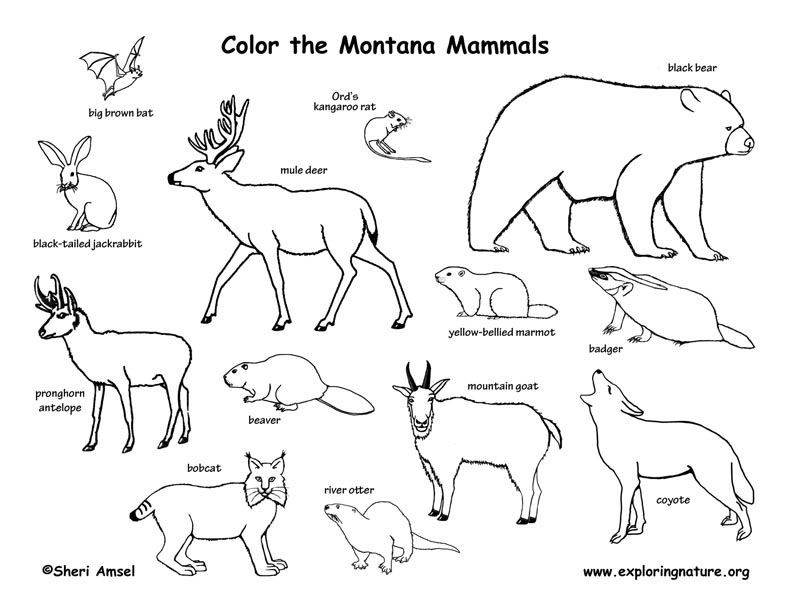 Montana Habitats, Mammals, Birds, Amphibians, Reptiles