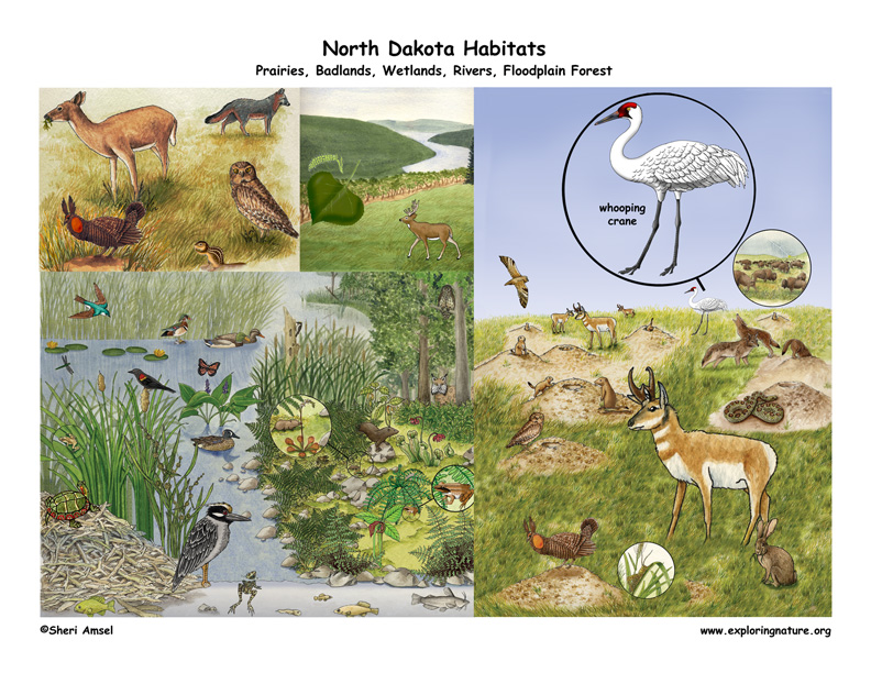 North Dakota Habitats, Mammals, Birds, Amphibians, Reptiles