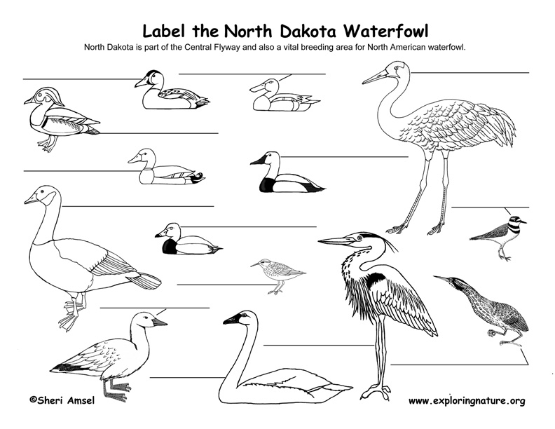 North Dakota Habitats, Mammals, Birds, Amphibians, Reptiles