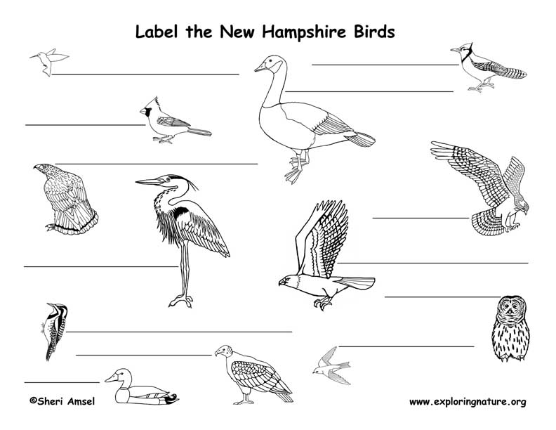 New Hampshire Habitats Mammals Birds Amphibians Reptiles