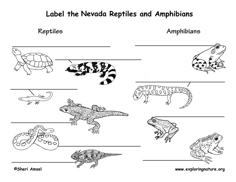 Nevada Habitats, Mammals, Birds, Amphibians, Reptiles