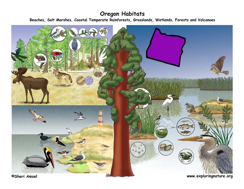 Oregon Habitats, Mammals, Birds, Amphibians, Reptiles