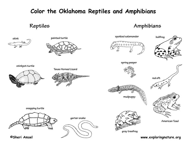 Oklahoma Habitats, Mammals, Birds, Amphibians, Reptiles