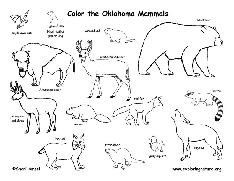 Oklahoma Habitats, Mammals, Birds, Amphibians, Reptiles