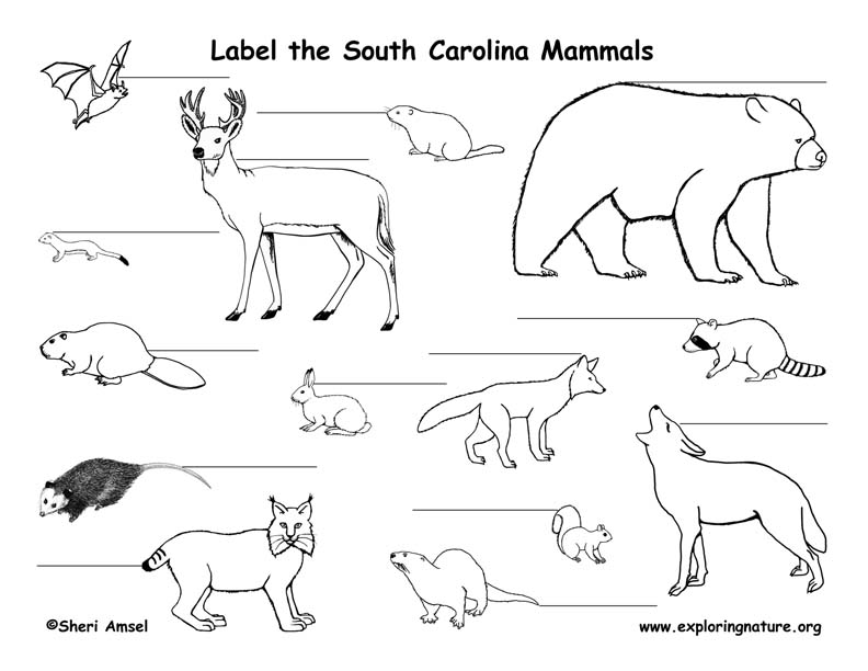 South Carolina Habitats, Mammals, Birds, Amphibians, Reptiles