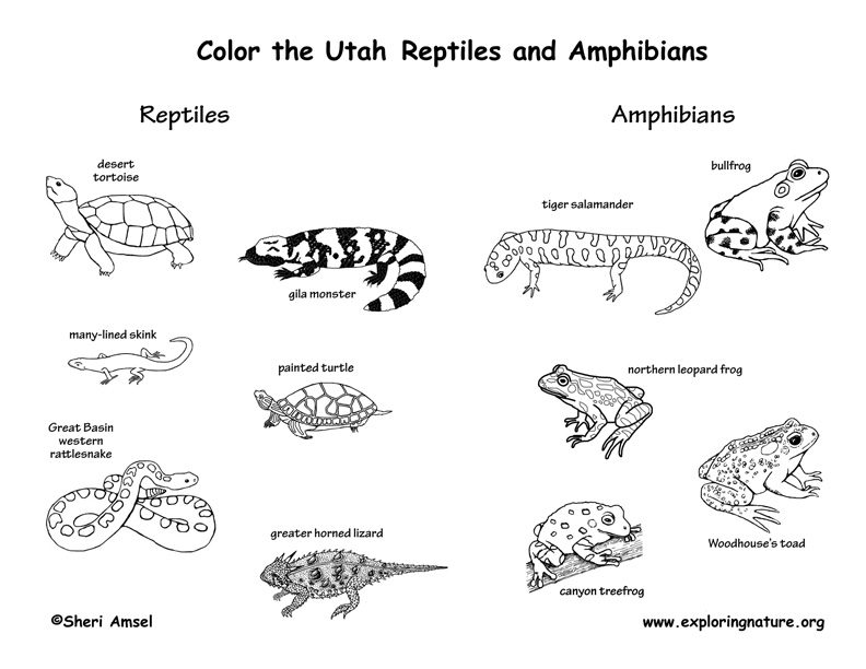 Млекопитающие пресмыкающиеся земноводные. Reptiles mammals. Mammals Reptiles на английском. Reptiles & Amphibians names. Amphibians перевод.