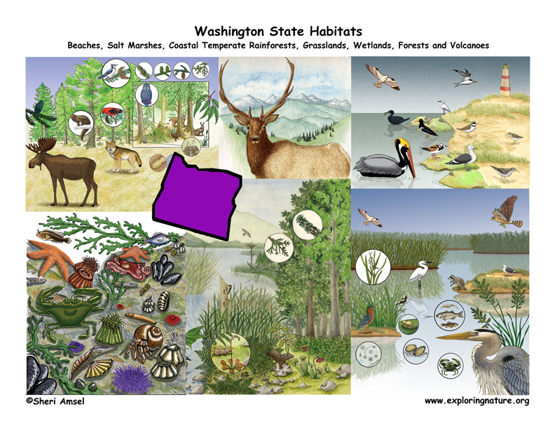 Washington Habitats, Mammals, Birds, Amphibians, Reptiles