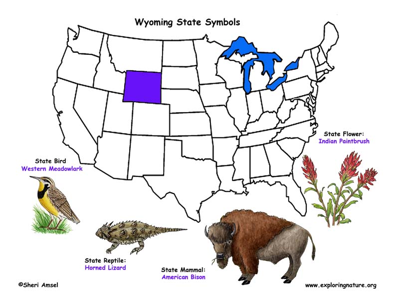 Символ штатов сша животное. Штат Вайоминг символика. Символ Wyoming. Символы животные растения Вайоминг. State symbols.