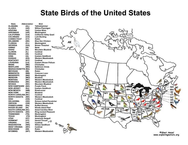 State Birds