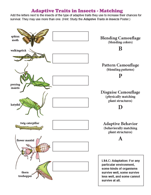 Adaptive Traits in Insects - Matching