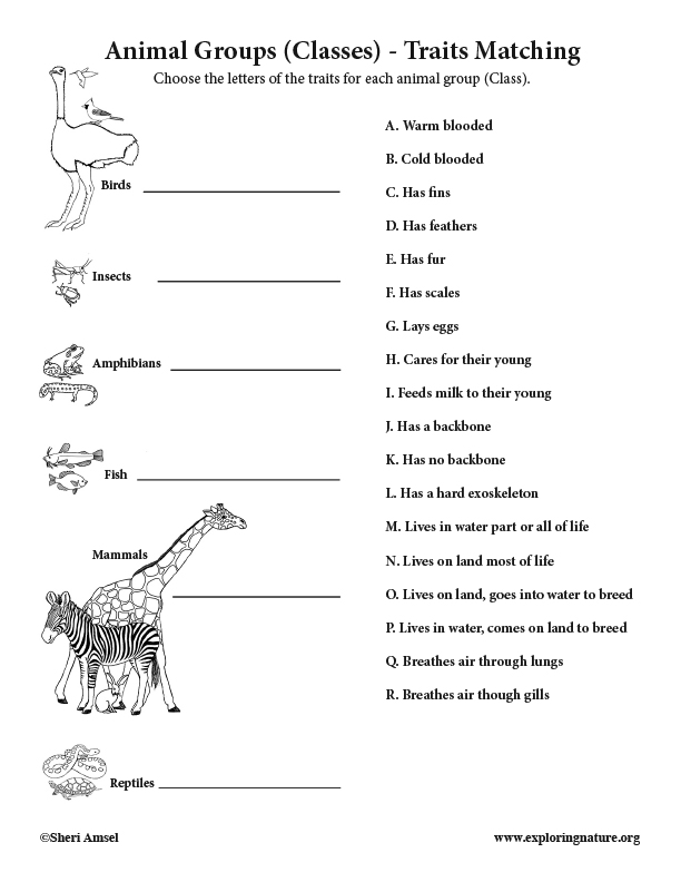 animal-groups-traits-matching