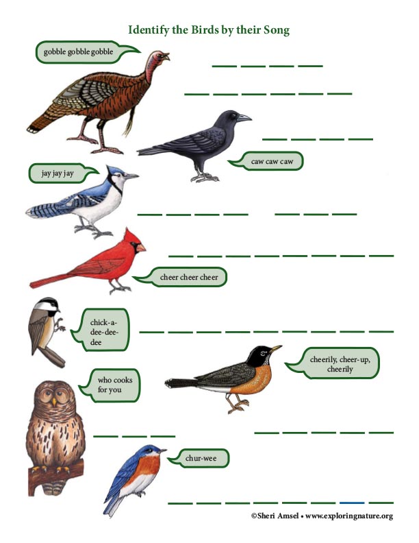 identify-the-birds-by-their-song