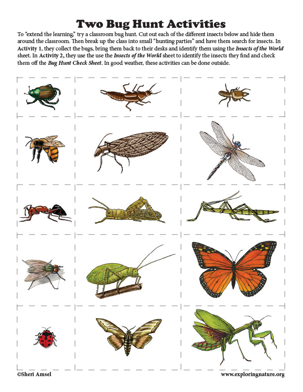 Bug Hunt Chart