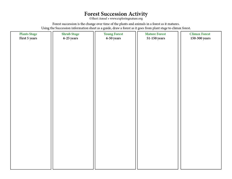 13-ecological-succession-worksheet-middle-school-worksheeto