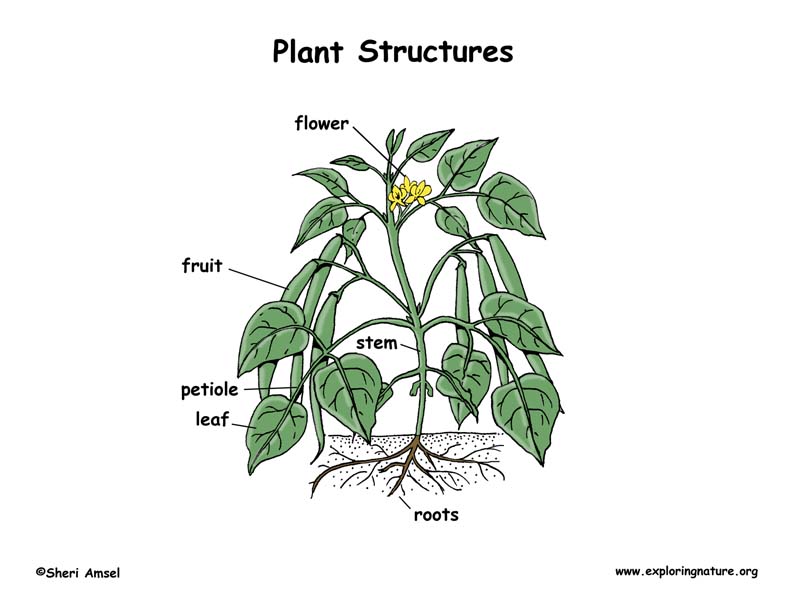 Label The Parts Of The Plant Elementary 