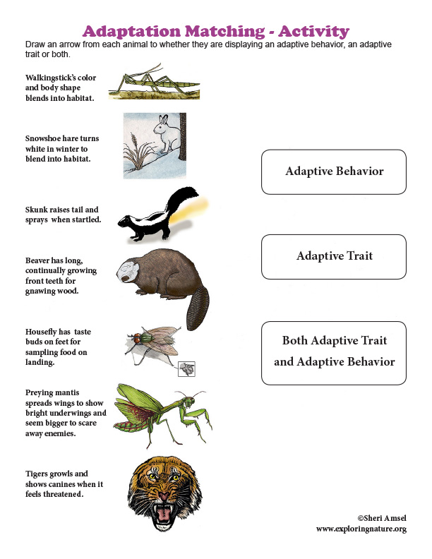 Adaptation Matching Activity