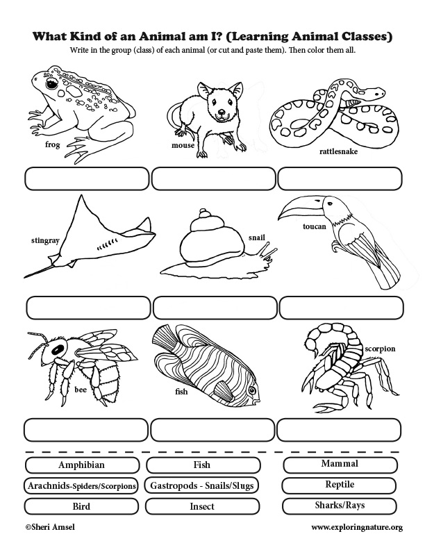 What Kind of an Animal am I? Classification for Elementary