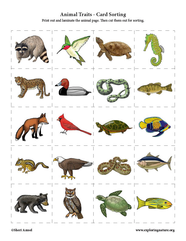 Animal Sorting Cards