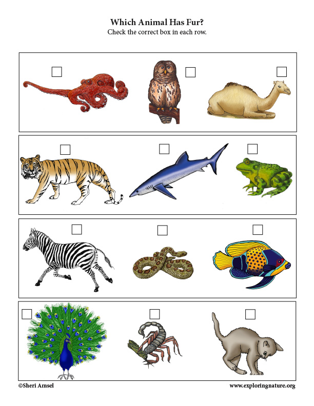 critical thinking questions about animals