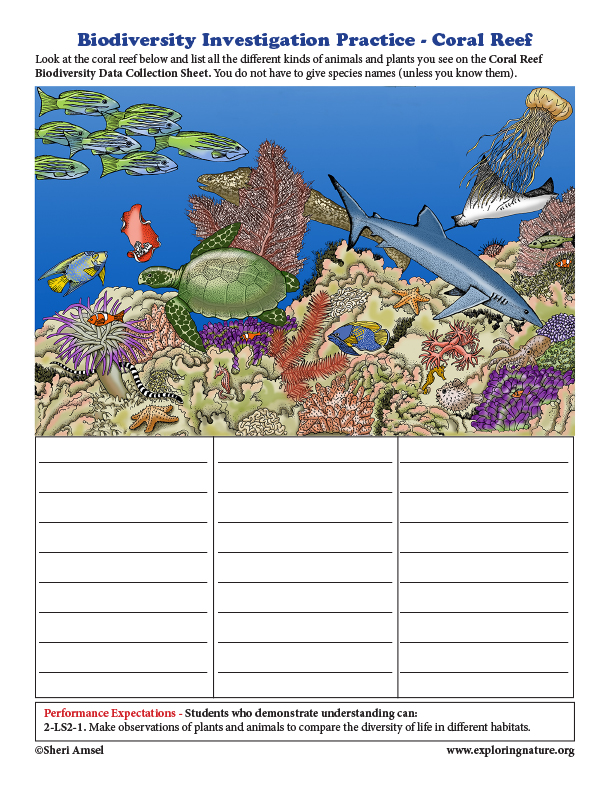 Biodiversity Investigation Practice - Coral Reef