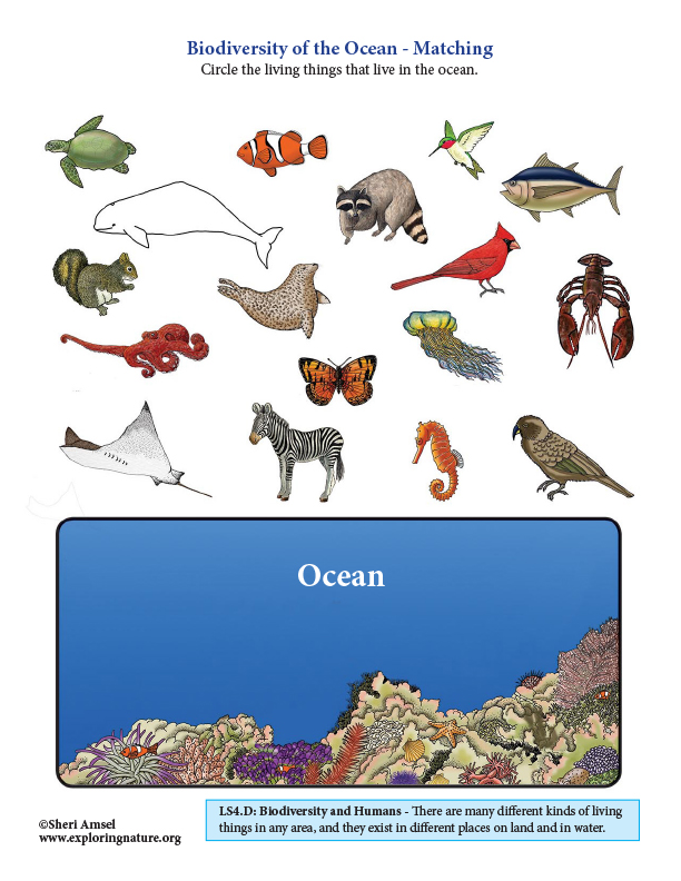 Biodiversity Of The Ocean - Matching